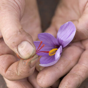 Saffron 2gram