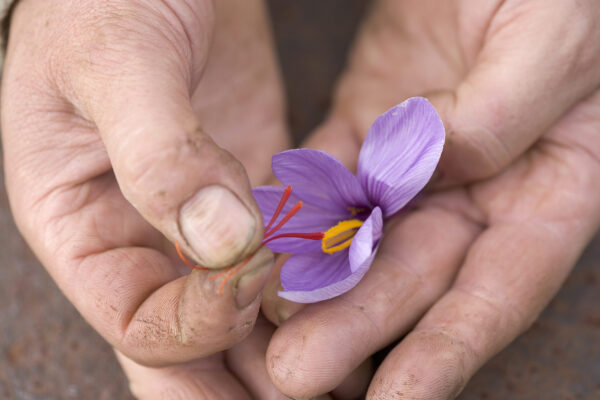 Saffron 2gram